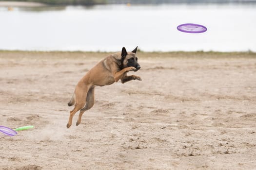 Dog, Belgian Shepherd Malinois, jumping for a disk in sand