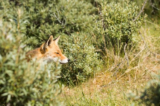 Red fox, head coming out of the bushes