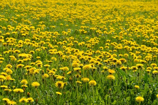 Dandelion