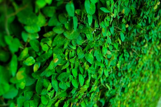 This is another site of Jakarta, this place call Fatahillah Museum. Museum for Jakarta Historical Events, those are leaves on the wall