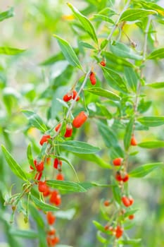 Detail of branch with goji berries