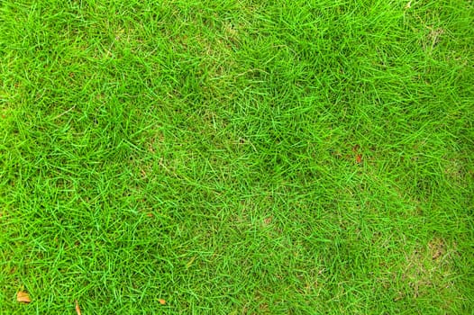 Green grass background
