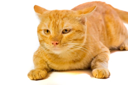 Cute Domestican Male Yellow Cat on White Background Looking to Camera