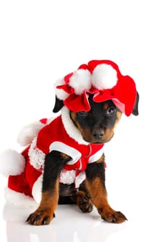 Cute rottweiler puppy wearing santa costume on white background