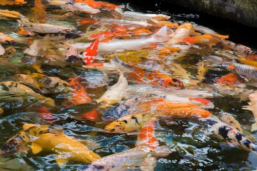 Asian Koi carps swimming in the water