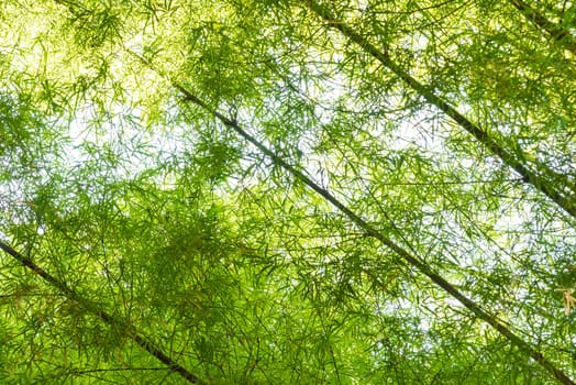 Young green bamboo forest background