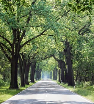 allee,straße - no traffic - free lane in mecklenburg vorpommern