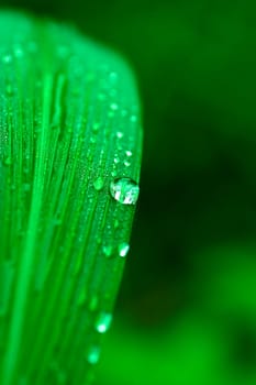 Dews on the leaf