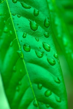 Dews on the leaf in the morning