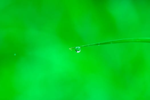 Dews on the leaf