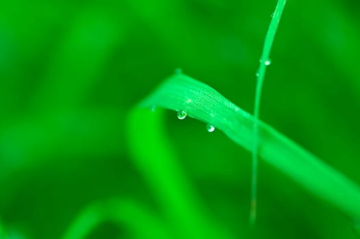 Dews on the leaf