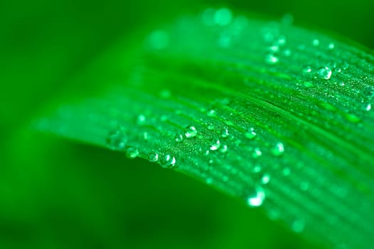 Dews on the leaf