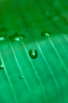 Dews on the leaf