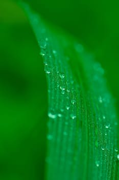 Dews on the leaf in the morning