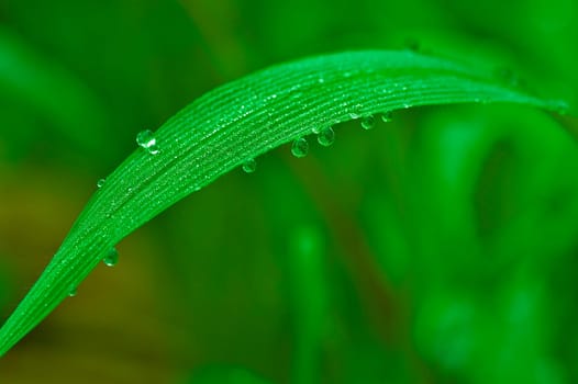 Dews on the leaf in the morning