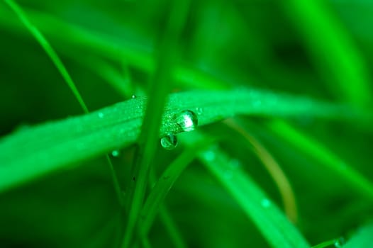 Dews on the leaf