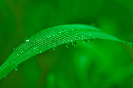 Dews on the leaf in the morning