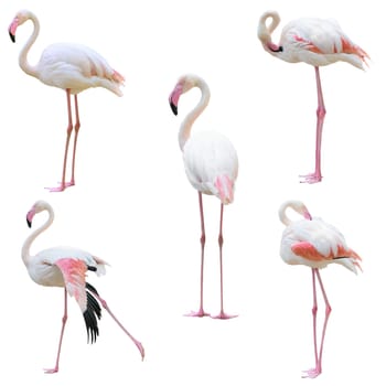 greater flamingo (Phoenicopterus roseus) isolated on white background