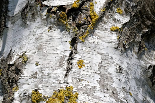 Birchbark