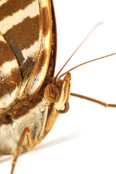 macro shot of a lime butterfly on white background