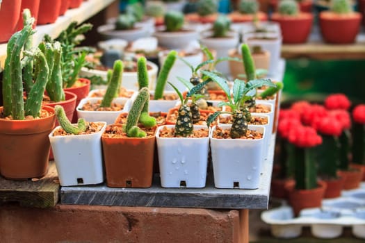 Various cactus plants in garden, selective focus