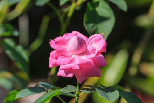 close up beautiful flowering roses in the garden