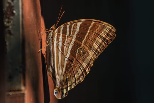 Butterfly, insect, macro insect, select focus