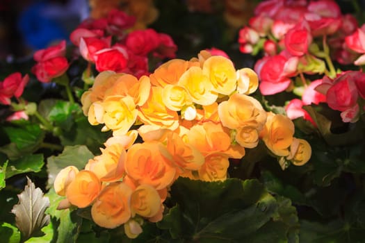 close up flower with sunshine on flower in garden
