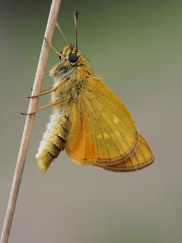 Rust-brown thick-headed butterfly