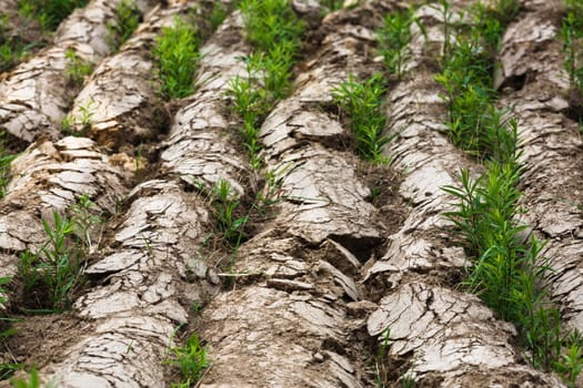 Dry arable land. Plowed agricultural field to grow crops. Shallow depth of field. Selective focus.