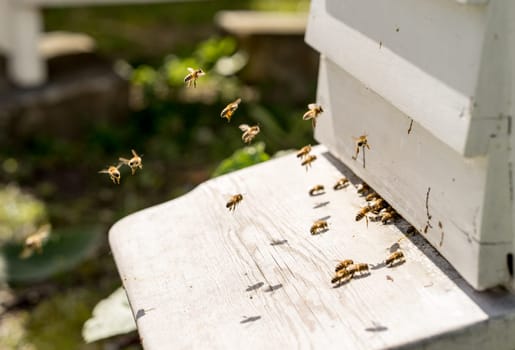 Close up of bees flying in and Out of their hives. Some of the bees carry golden pollen lumps on their legs