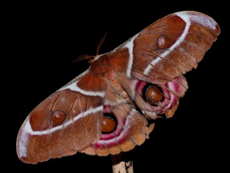Madagascar Emperor Spinner - Silk Moth