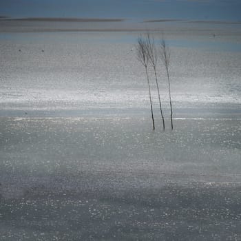 Birch trees as a boundary in the water