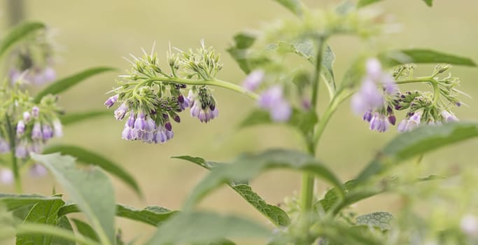Purple blue comfrey or comphrey flowers with leaves  in panoramic view