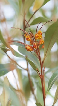 Australian native wildflower Grevillea orange marmalade flower