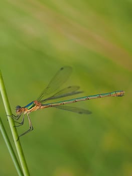Little rush maiden