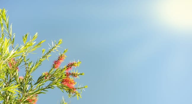 Sunlight on Australian callistemon blossoms condolence funeral background with clear blue sky, red flowers and green leaves