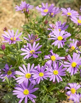 Western Australian wildflower,  Swan River Daisy or Brachyscome iberidifolia, with abundant display of purple daisy flowers