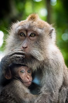 Female macaque monkey with cub