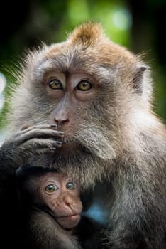 Female macaque monkey with cub