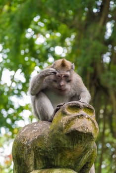 Macaque monkey at Monkey Forest, Bali, Indonesia