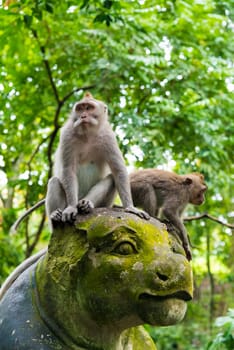 Macaque monkeys at Monkey Forest, Bali, Indonesia