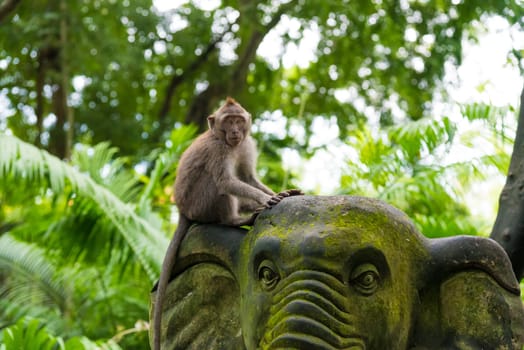 Macaque monkey at Monkey Forest, Bali, Indonesia
