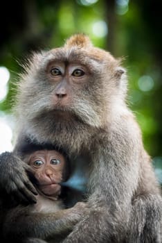 Female macaque monkey with cub