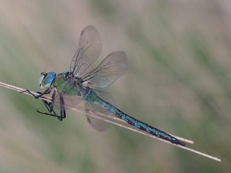 Great King Dragonfly