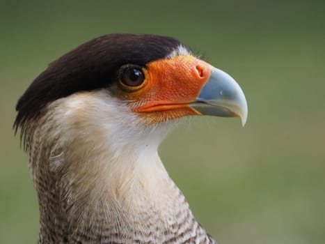 Crested caracara
