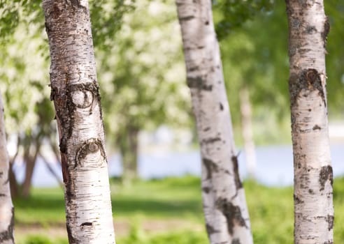 Birch Tree Trunks Close Up with grass in the background.