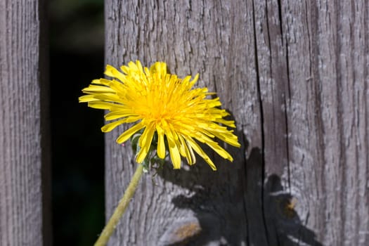 Common Dandelion Close Up.