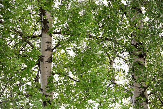 Pair of Birch Trees with green leaves close up.