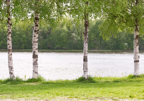Birch Tree Trunks Close Up with grass by water.